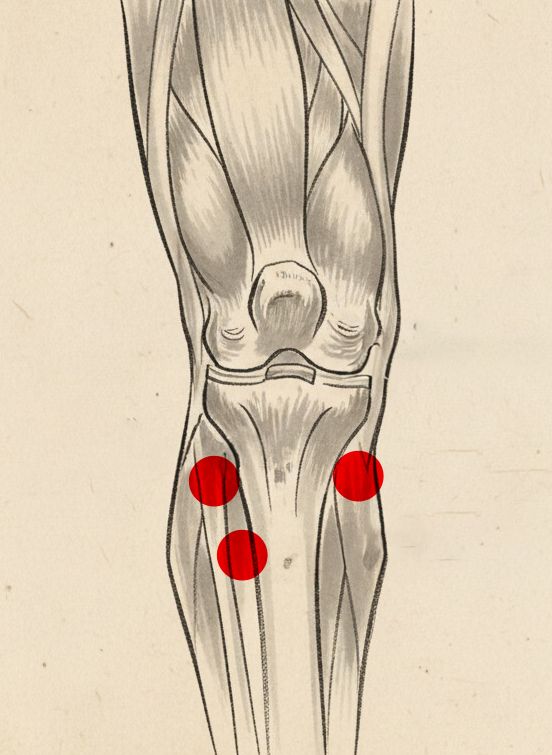 Anatomia kolana